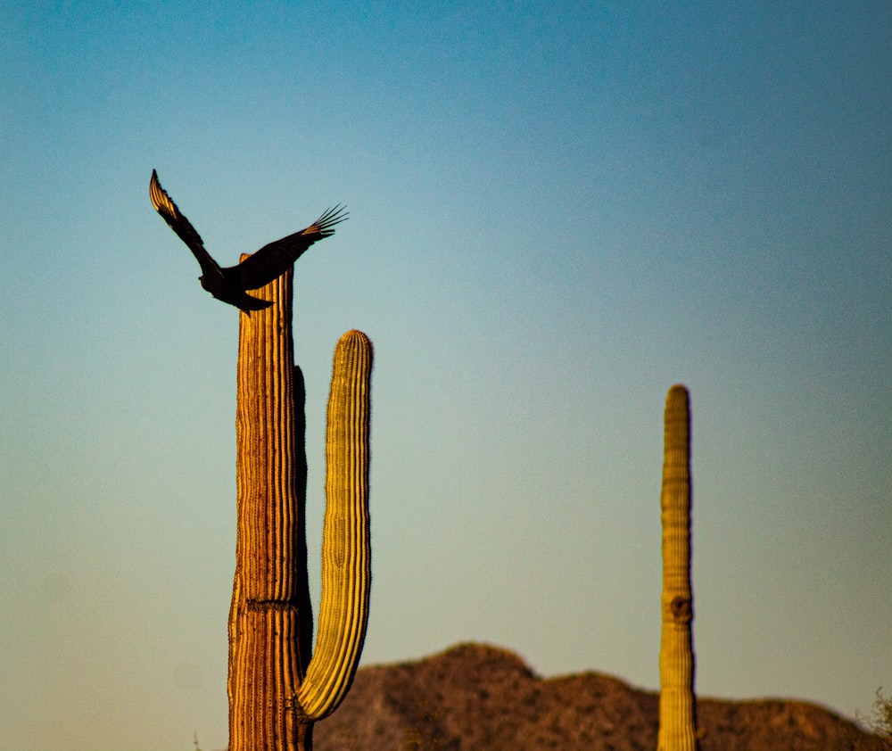 black bird on brown wooden post during daytime