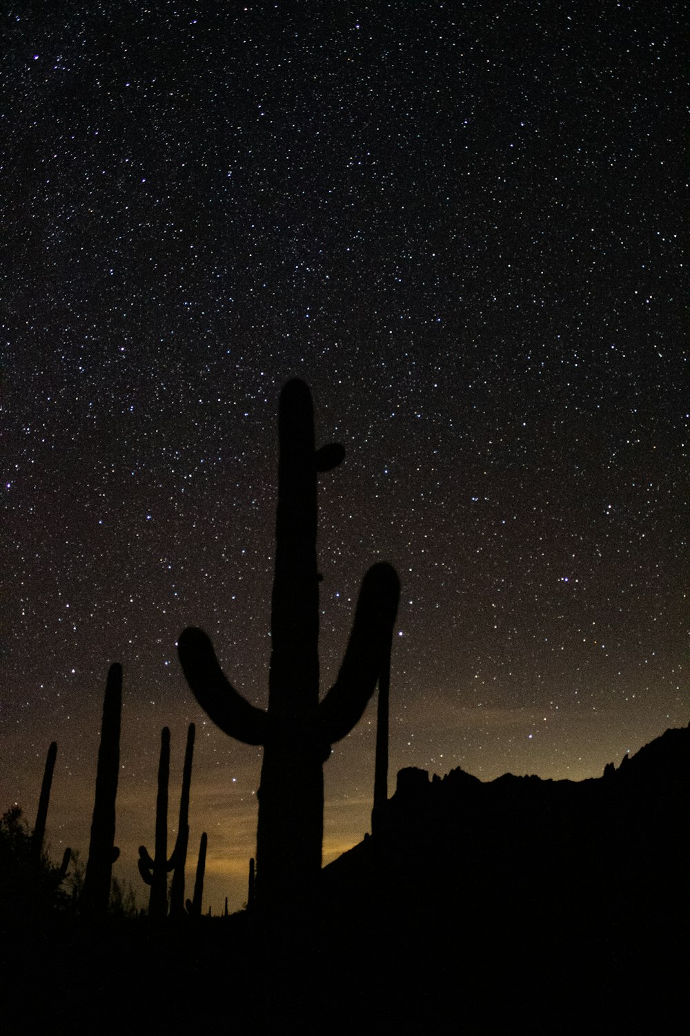 silhouette of cactus during night time