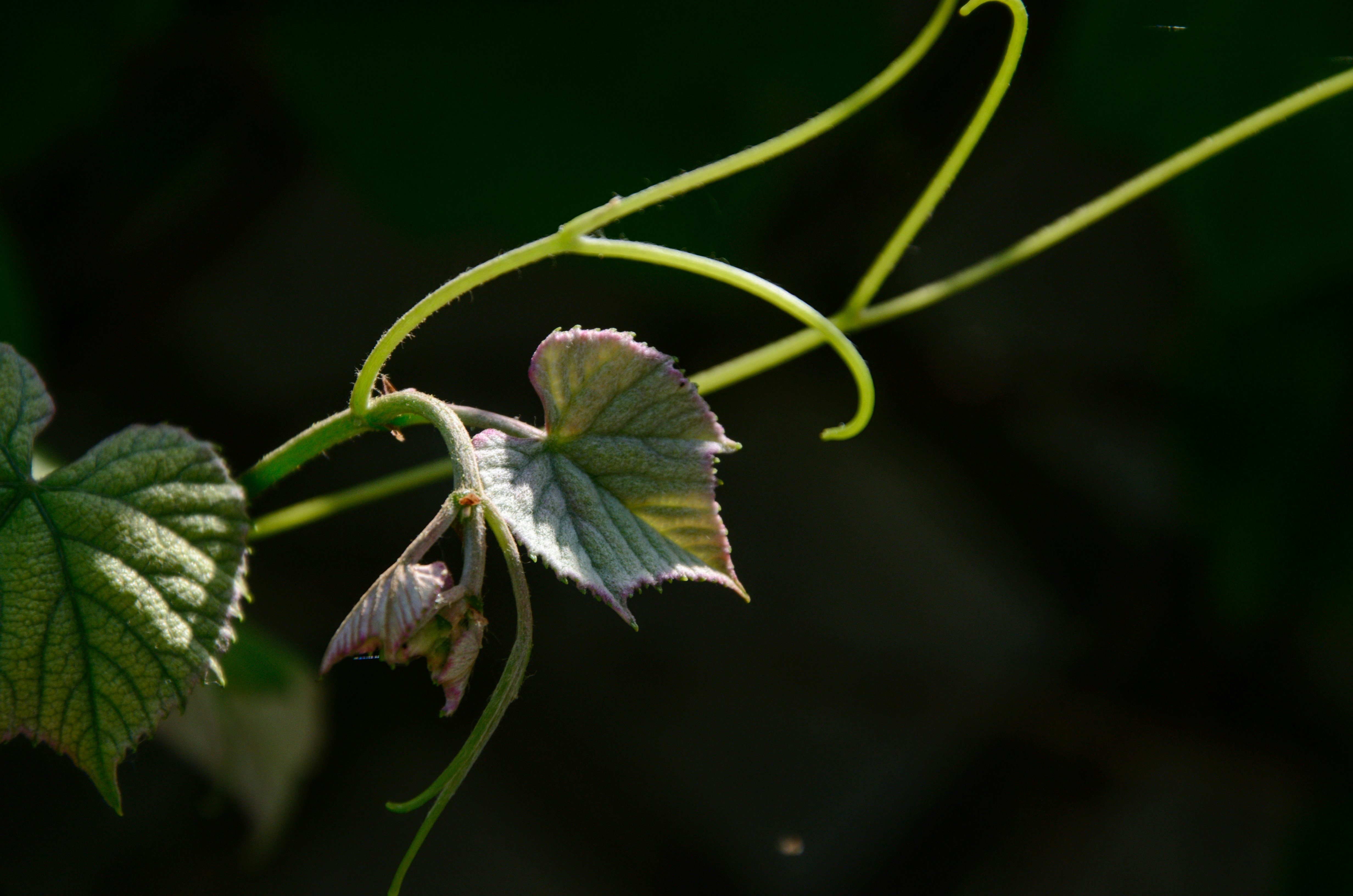 Photo by qmikola