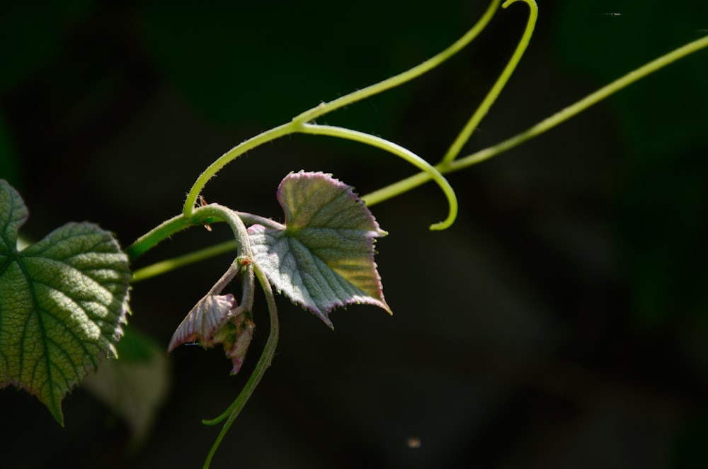 plante à feuilles vertes en photographie en gros plan