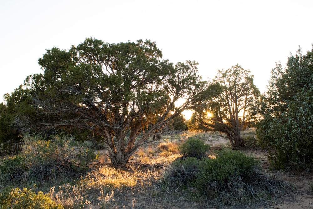 green grass and brown trees during daytime