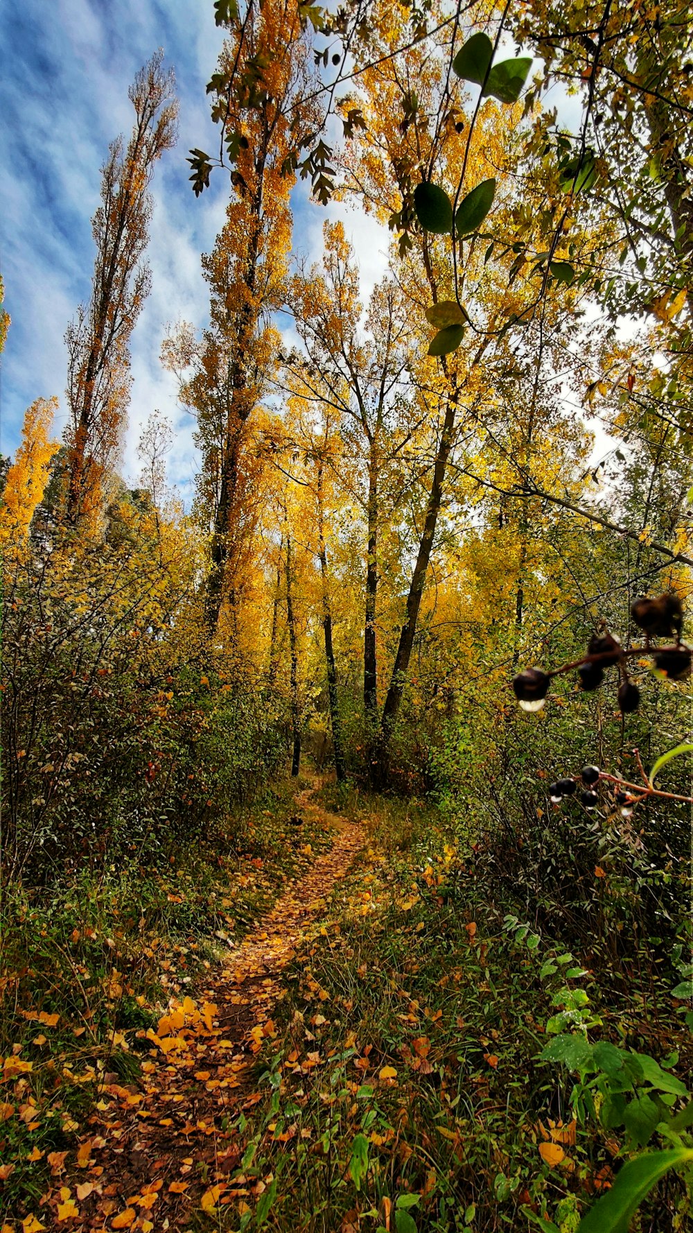 green and brown trees under blue sky during daytime