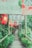 A narrow wooden pathway is lined with lush green foliage and illuminated by vibrant red lanterns and colorful decorative banners hanging overhead, creating a tranquil and culturally rich atmosphere.