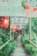 A narrow wooden pathway is lined with lush green foliage and illuminated by vibrant red lanterns and colorful decorative banners hanging overhead, creating a tranquil and culturally rich atmosphere.