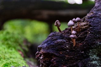 A group of trainees attentively learning mushroom cultivation techniques during an outdoor workshop.