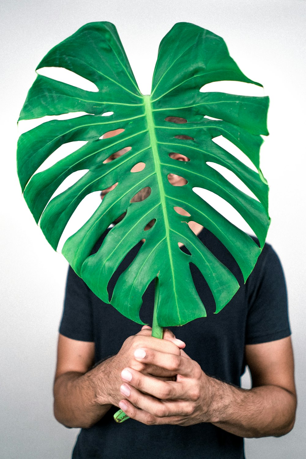 Persona sosteniendo una planta de hoja verde