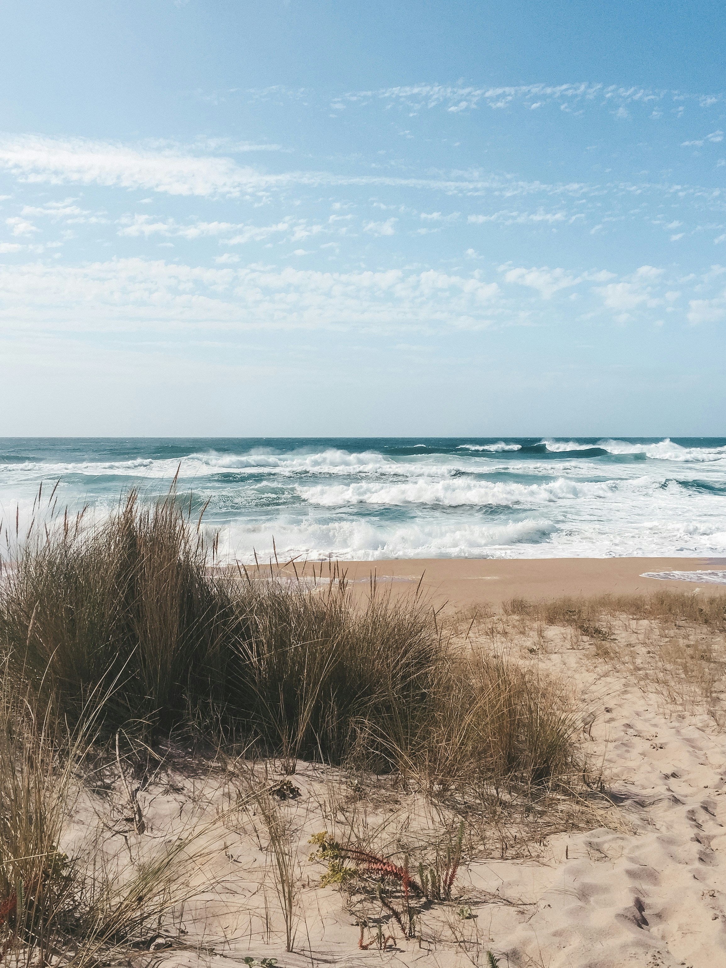 昼間の白い砂の上の茶色の草の写真 Unsplashで見つけるオーシャンビーチの無料写真