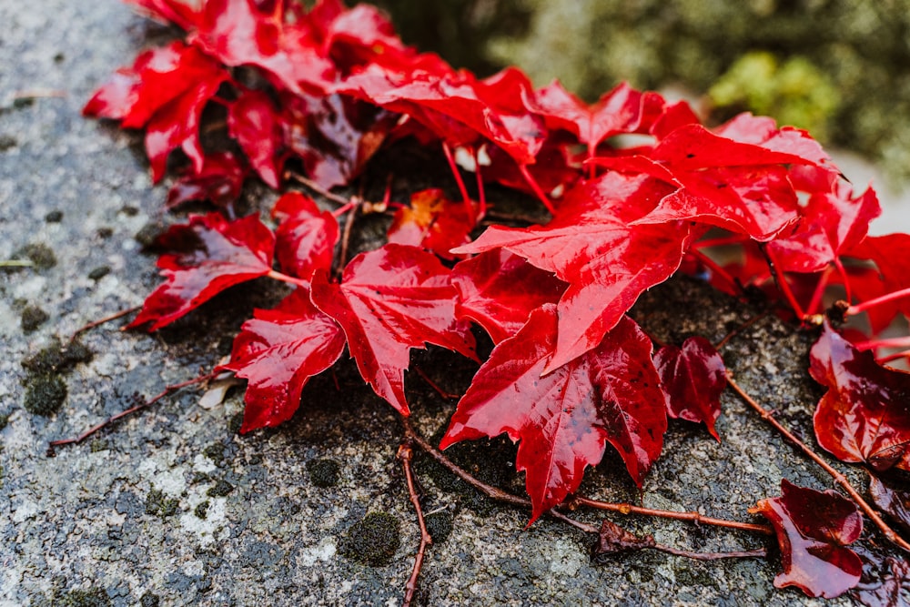 red leaves on gray concrete ground