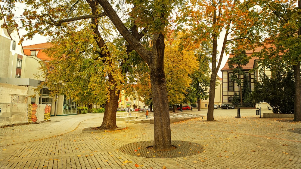 brown and green trees on park during daytime