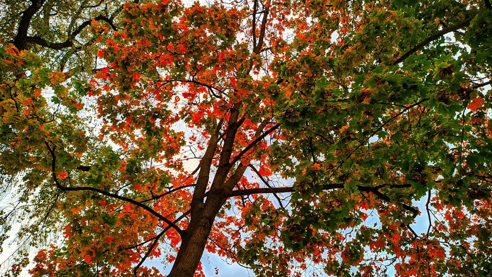 brown and green leaves tree