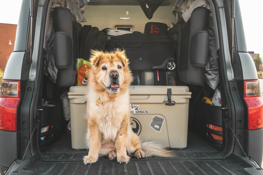 Perro marrón de pelo largo en el asiento del coche