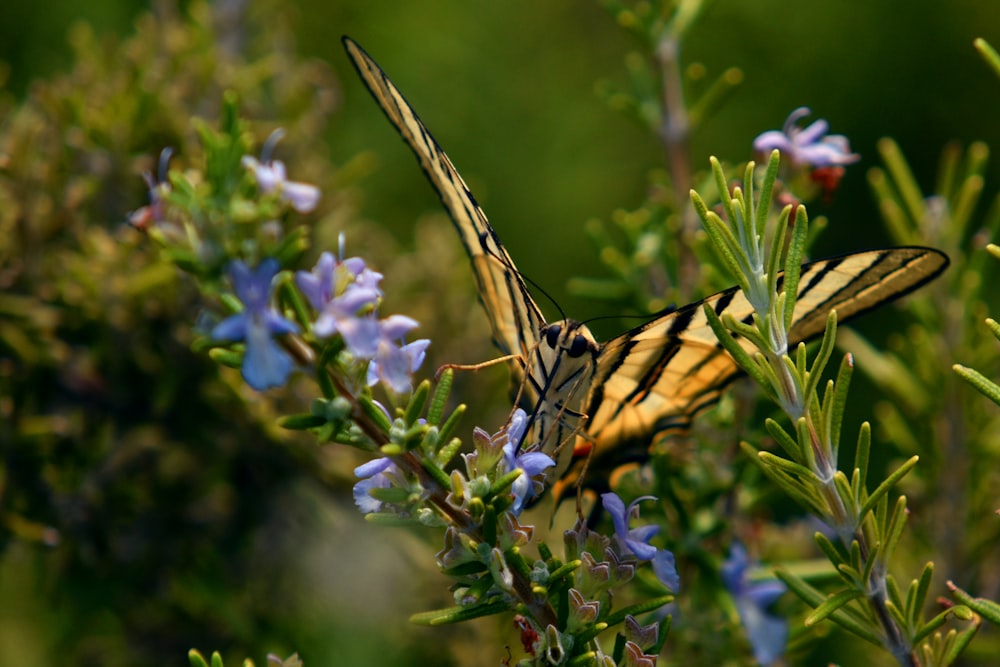 tiger swallowtail butterfly perched on blue flower during daytime