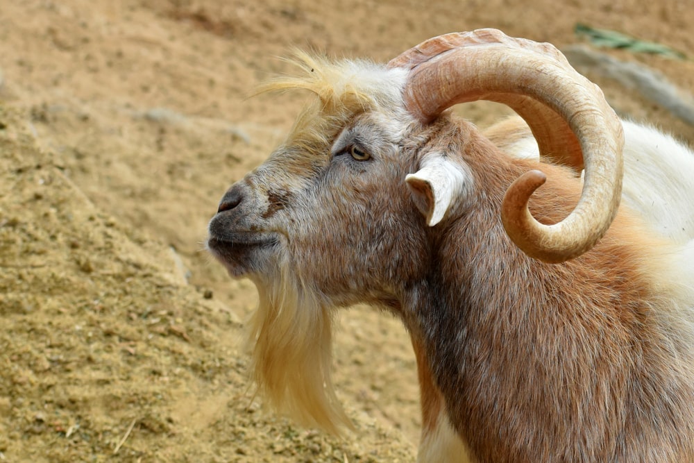 brown ram on brown sand during daytime