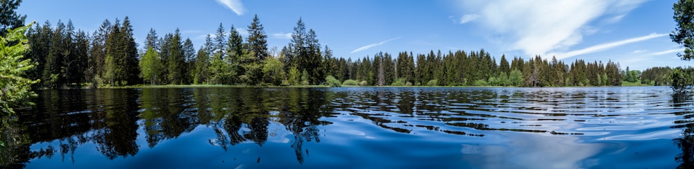 alberi verdi accanto allo specchio d'acqua durante il giorno