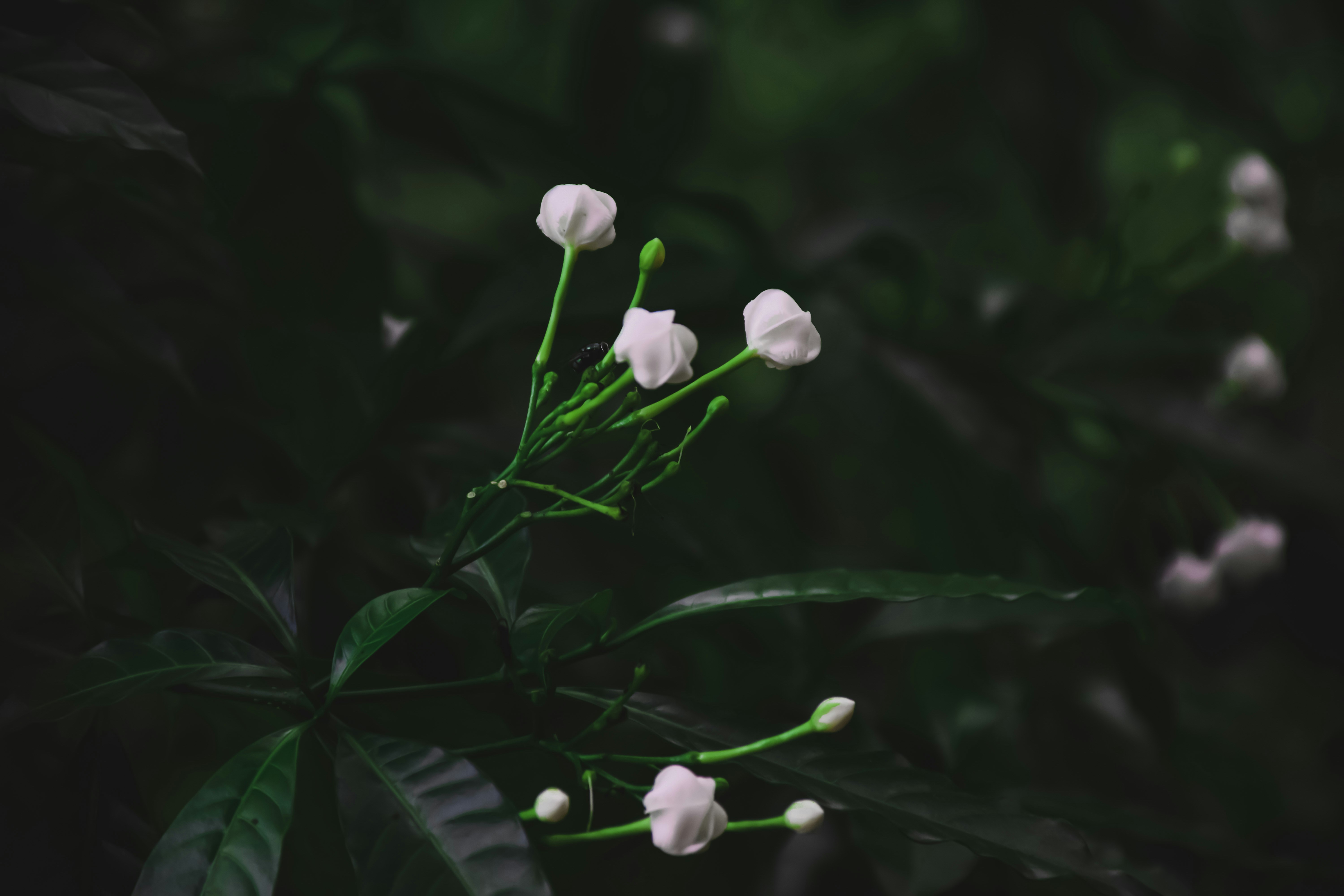 Photo by ojaswi_pratap