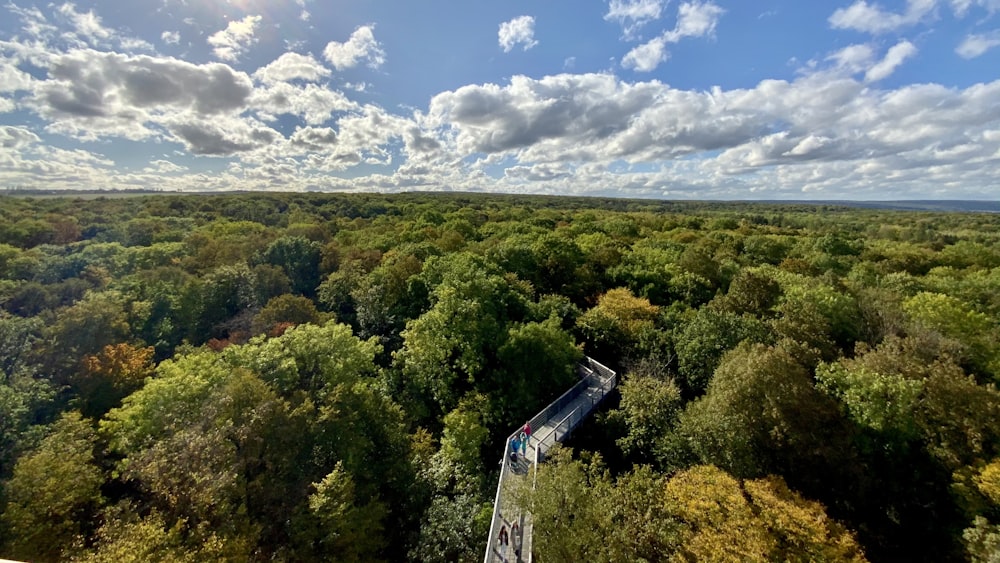 alberi verdi sotto il cielo blu durante il giorno