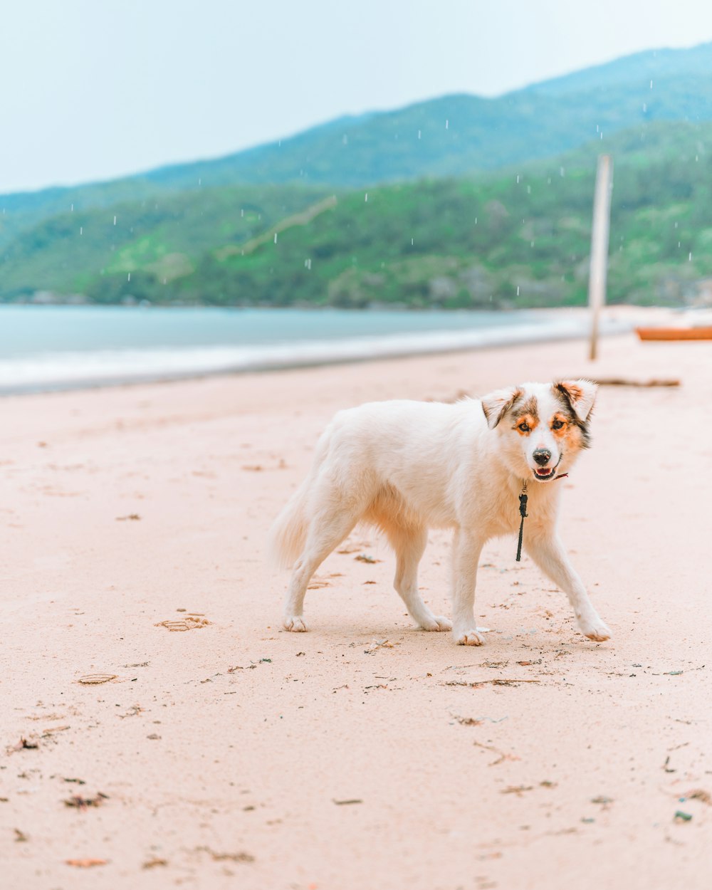 white and brown short coated dog on white sand during daytime