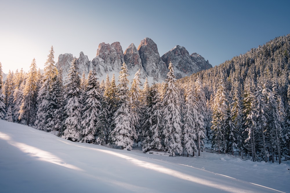 Árboles cubiertos de nieve y montaña durante el día