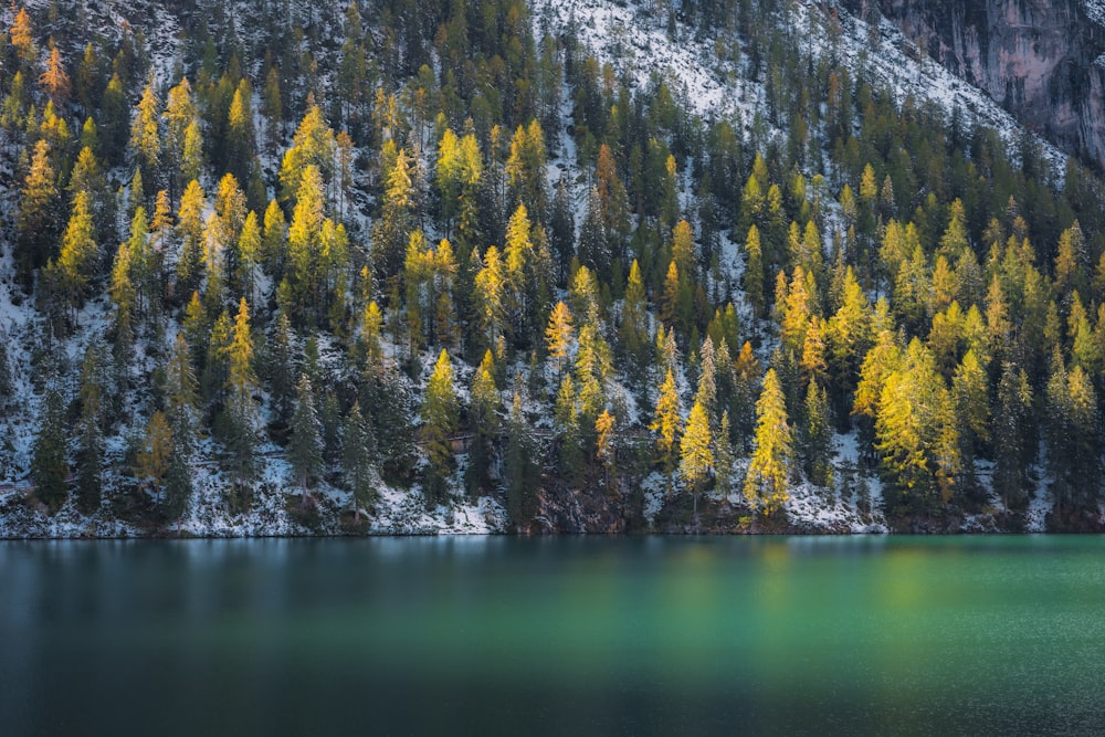 green and yellow trees beside body of water during daytime