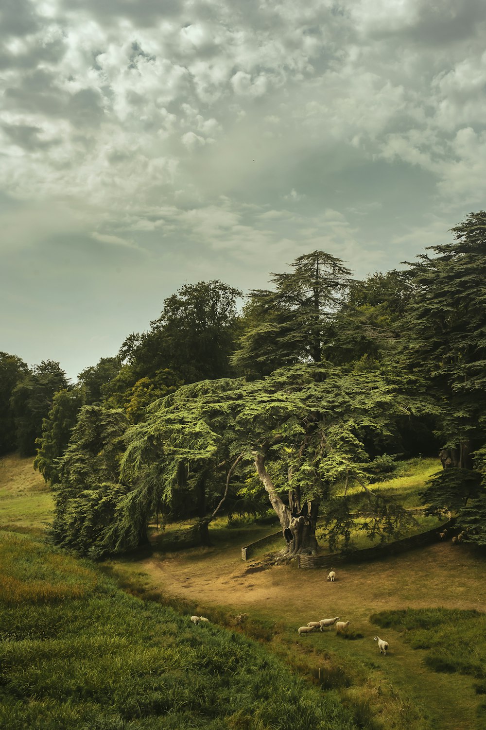 green trees under white clouds during daytime