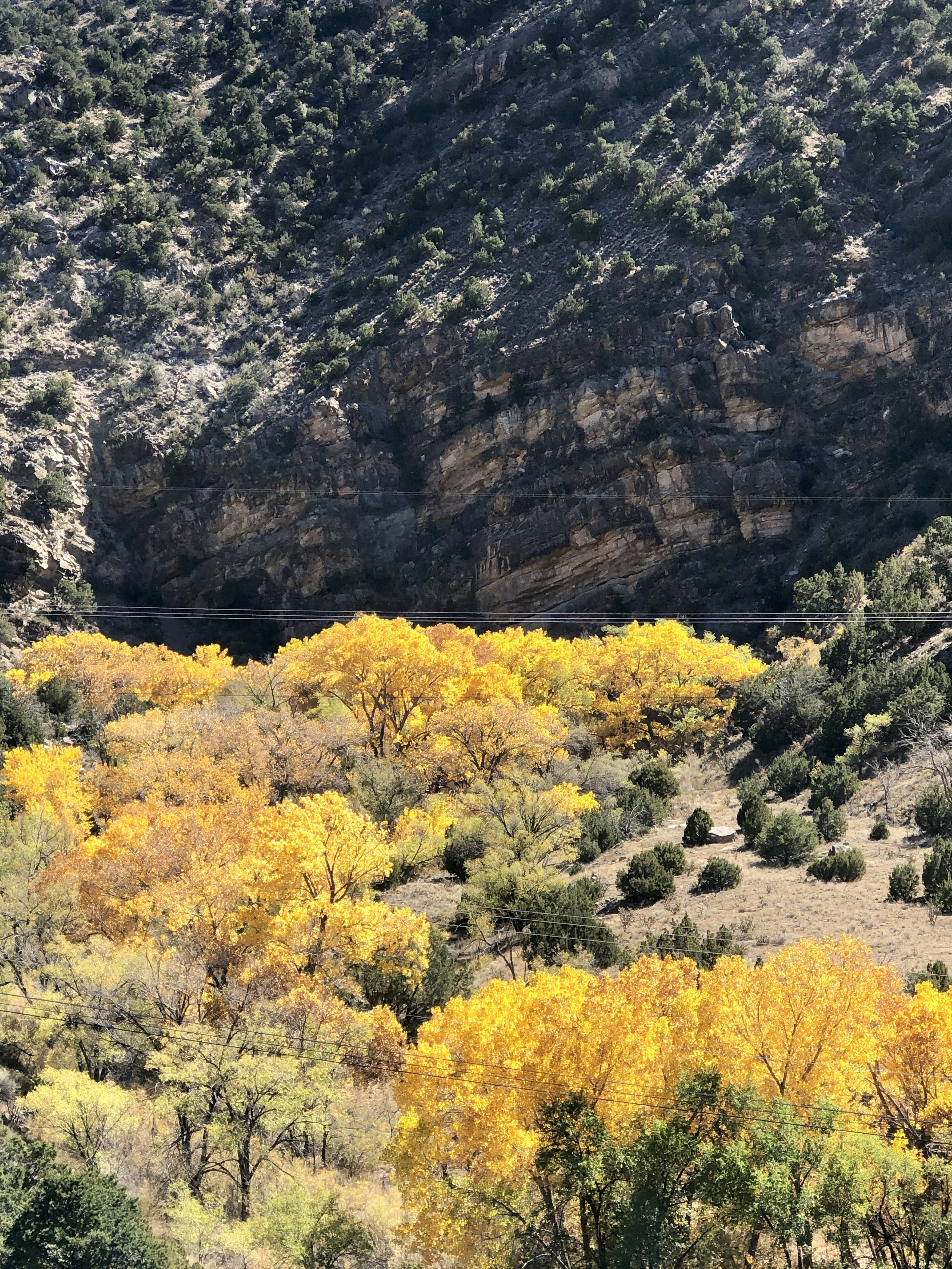 yellow flower field near brown rocky mountain during daytime