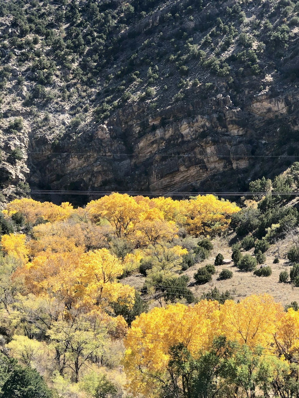 Campo di fiori gialli vicino alla montagna rocciosa marrone durante il giorno