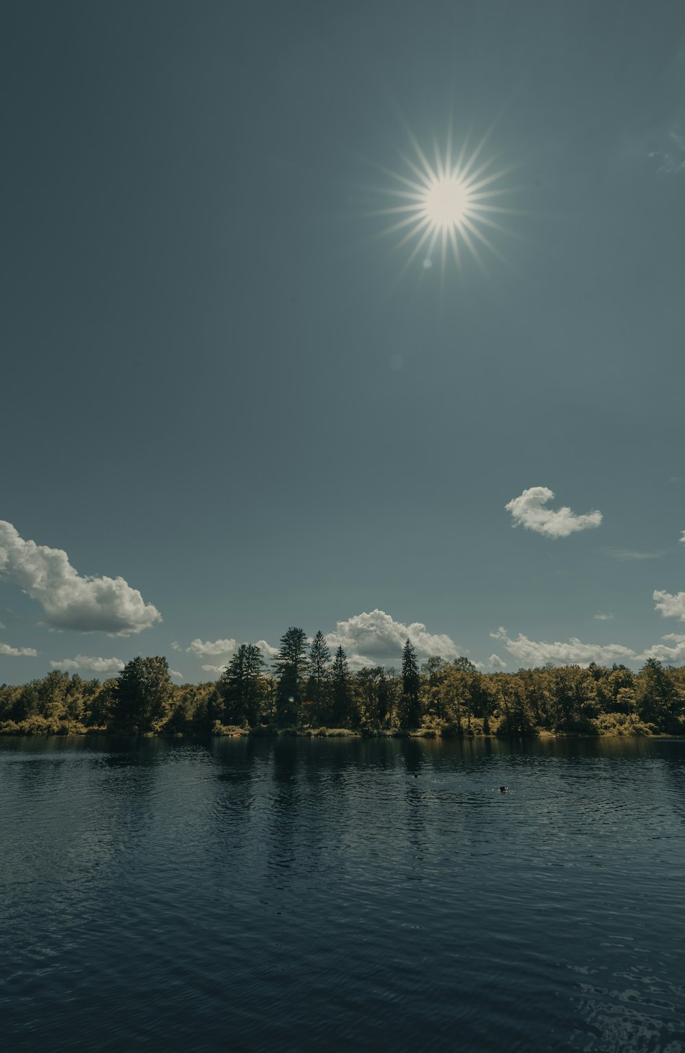 green trees near body of water during daytime