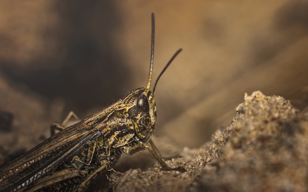 brown grasshopper in close up photography