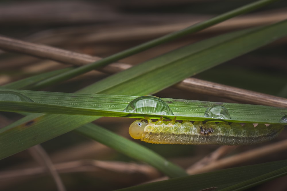 green grasshopper on green leaf