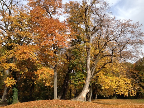 A serene autumn landscape with colorful leaves falling from trees.