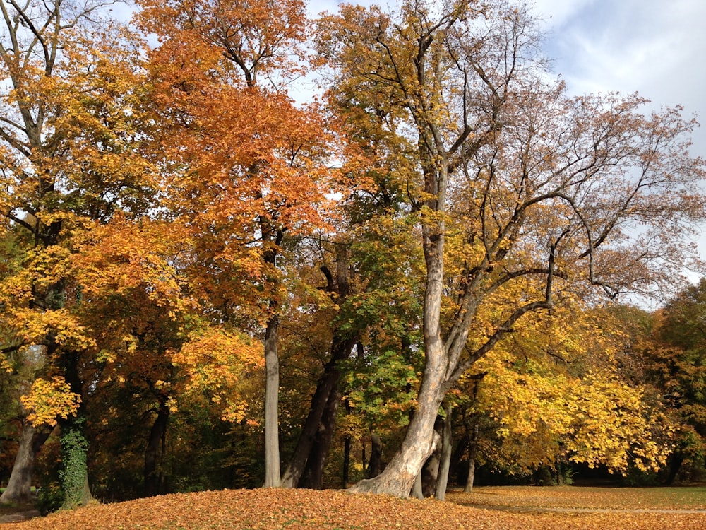 brown and green trees under blue sky during daytime