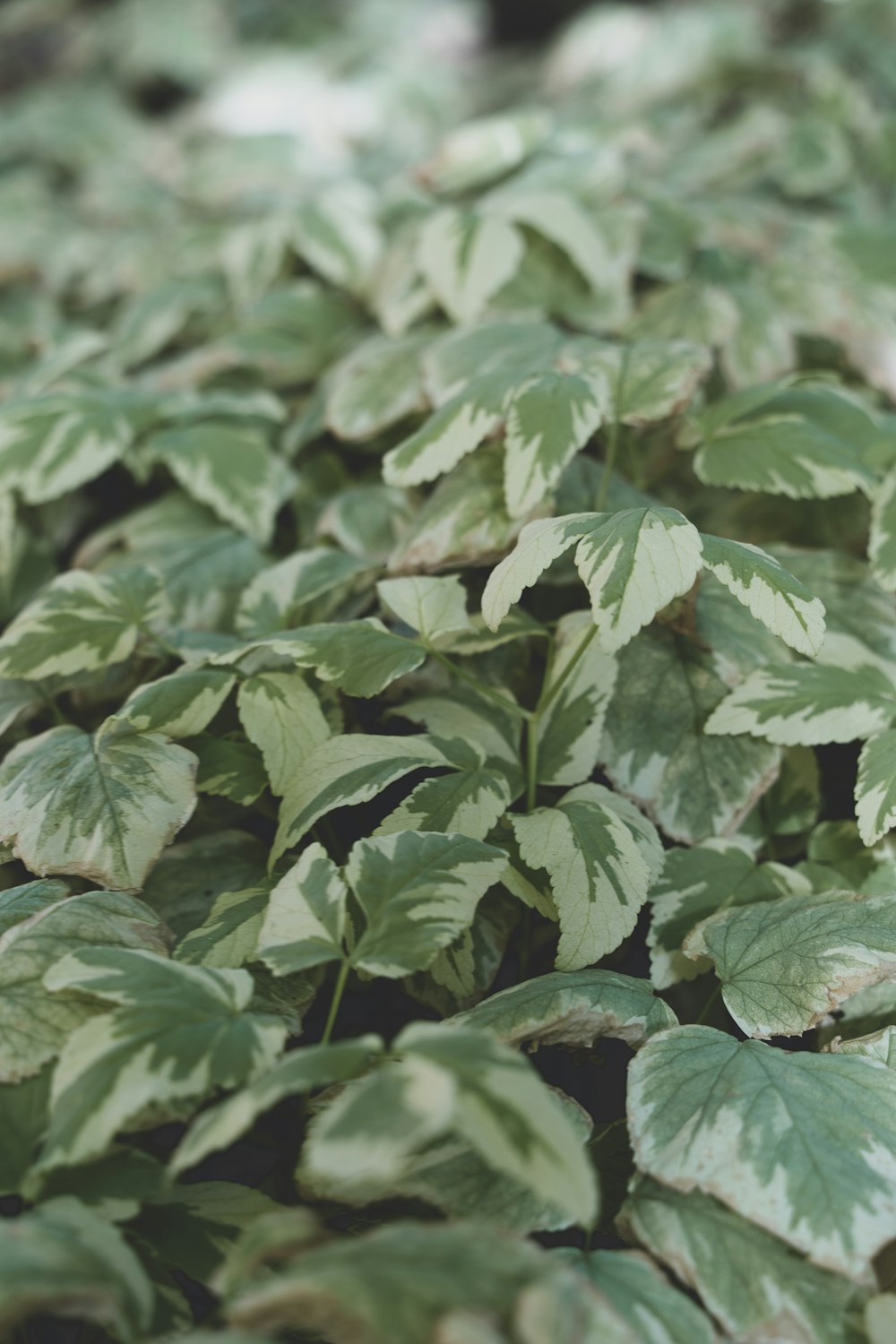 green leaves in tilt shift lens