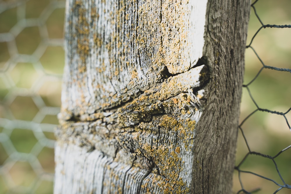 brown and white wood during daytime