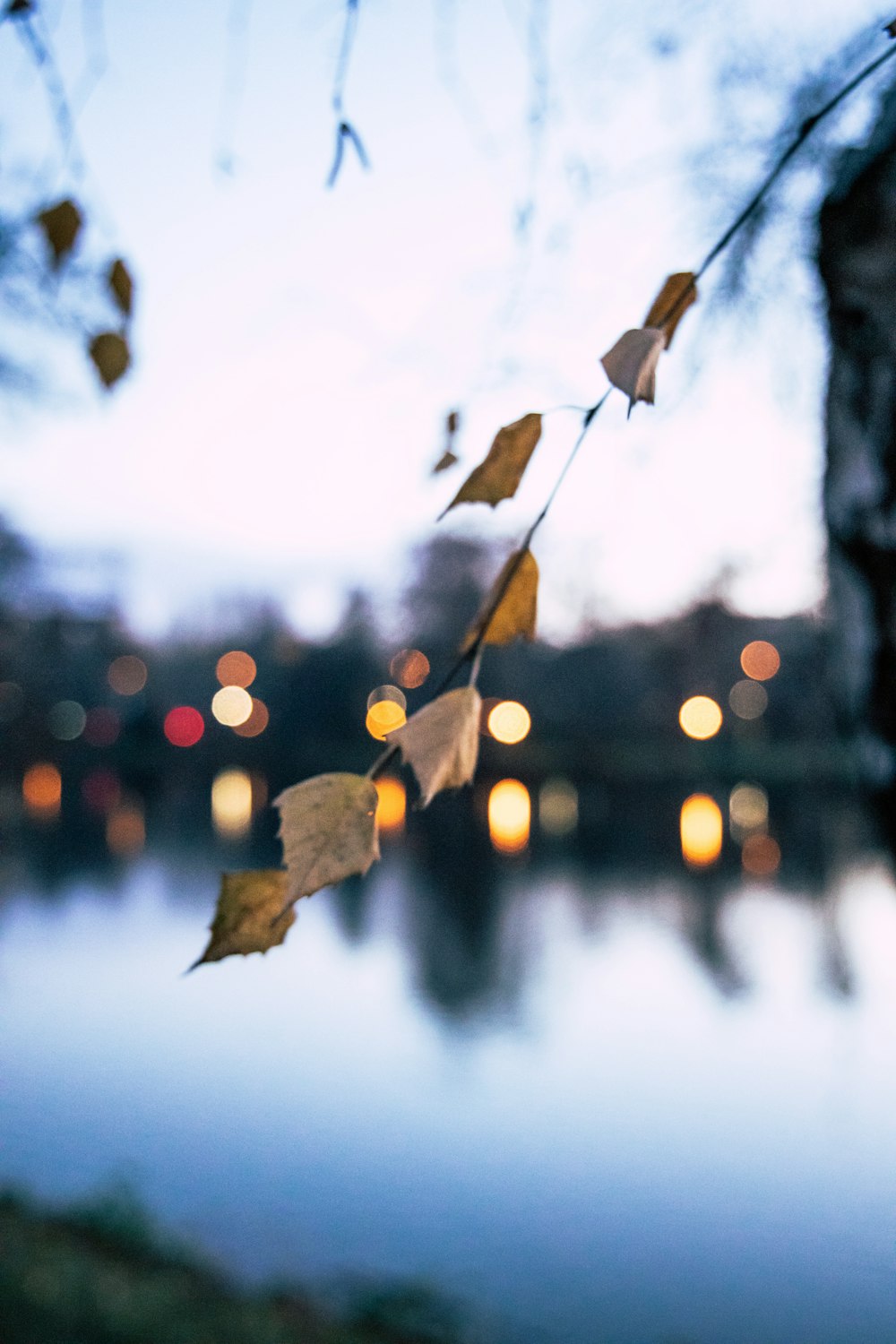 brown dried leaf on water