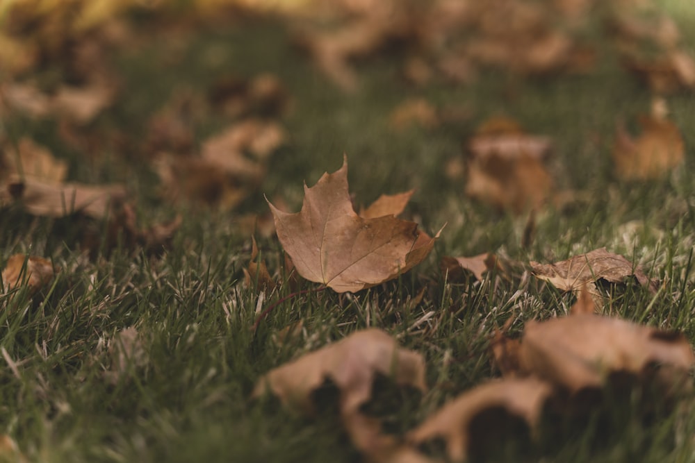 brown maple leaf on green grass during daytime