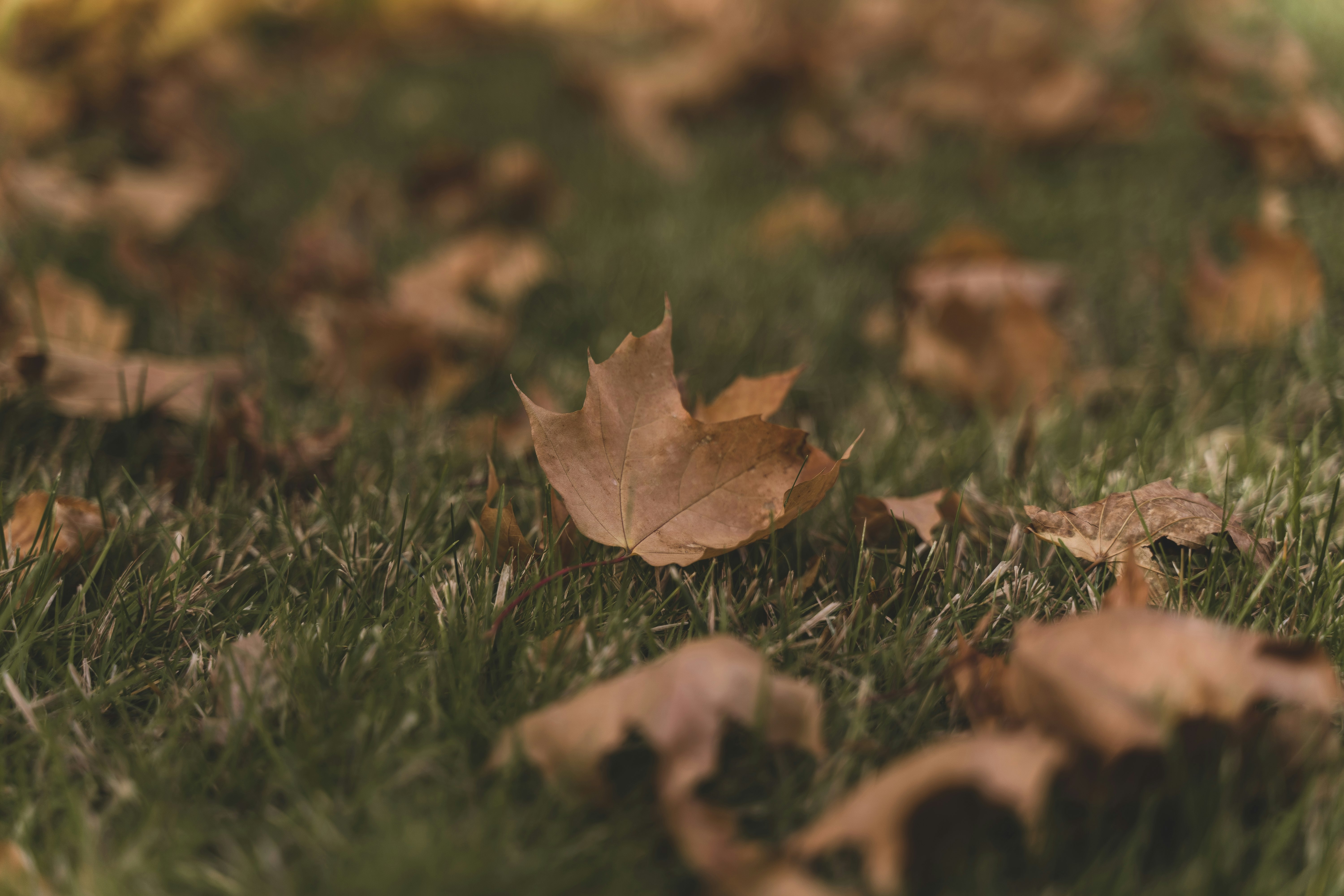 brown maple leaf on green grass during daytime