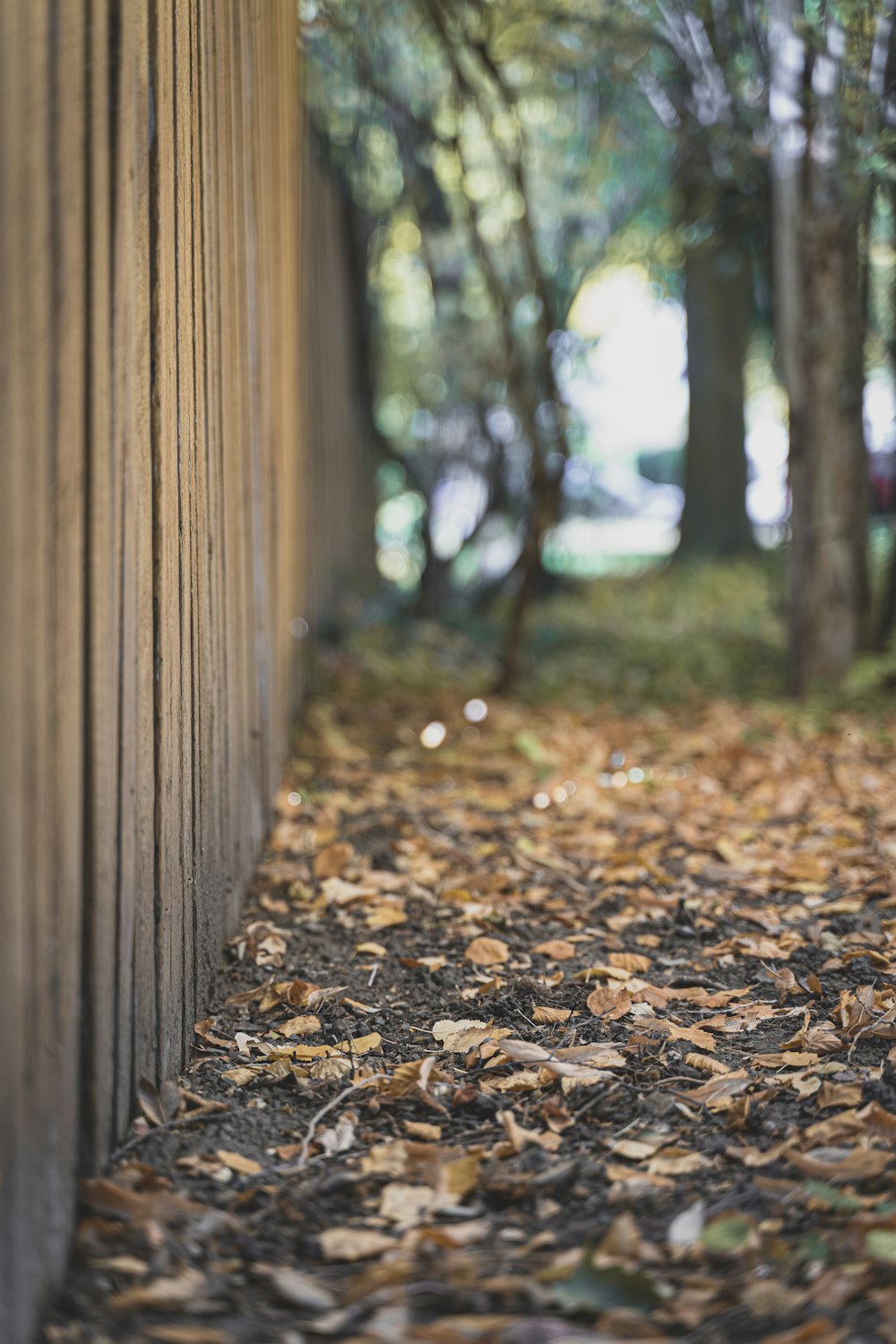 brown dried leaves on ground