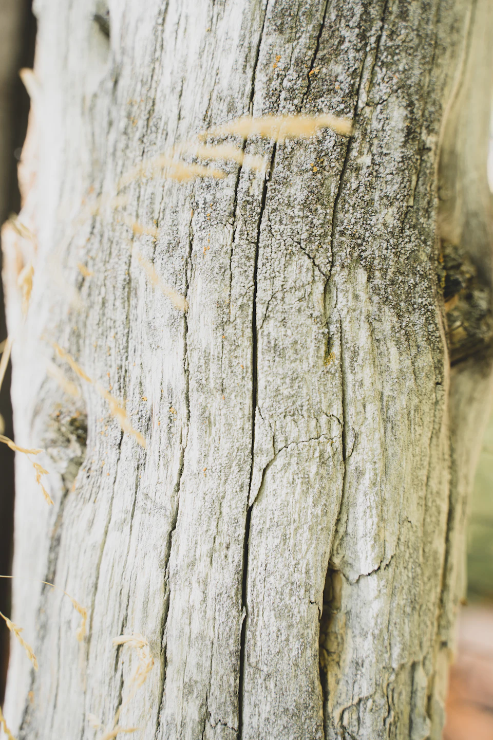 Close-up view of a weathered tree trunk with patches of white and gray lichen