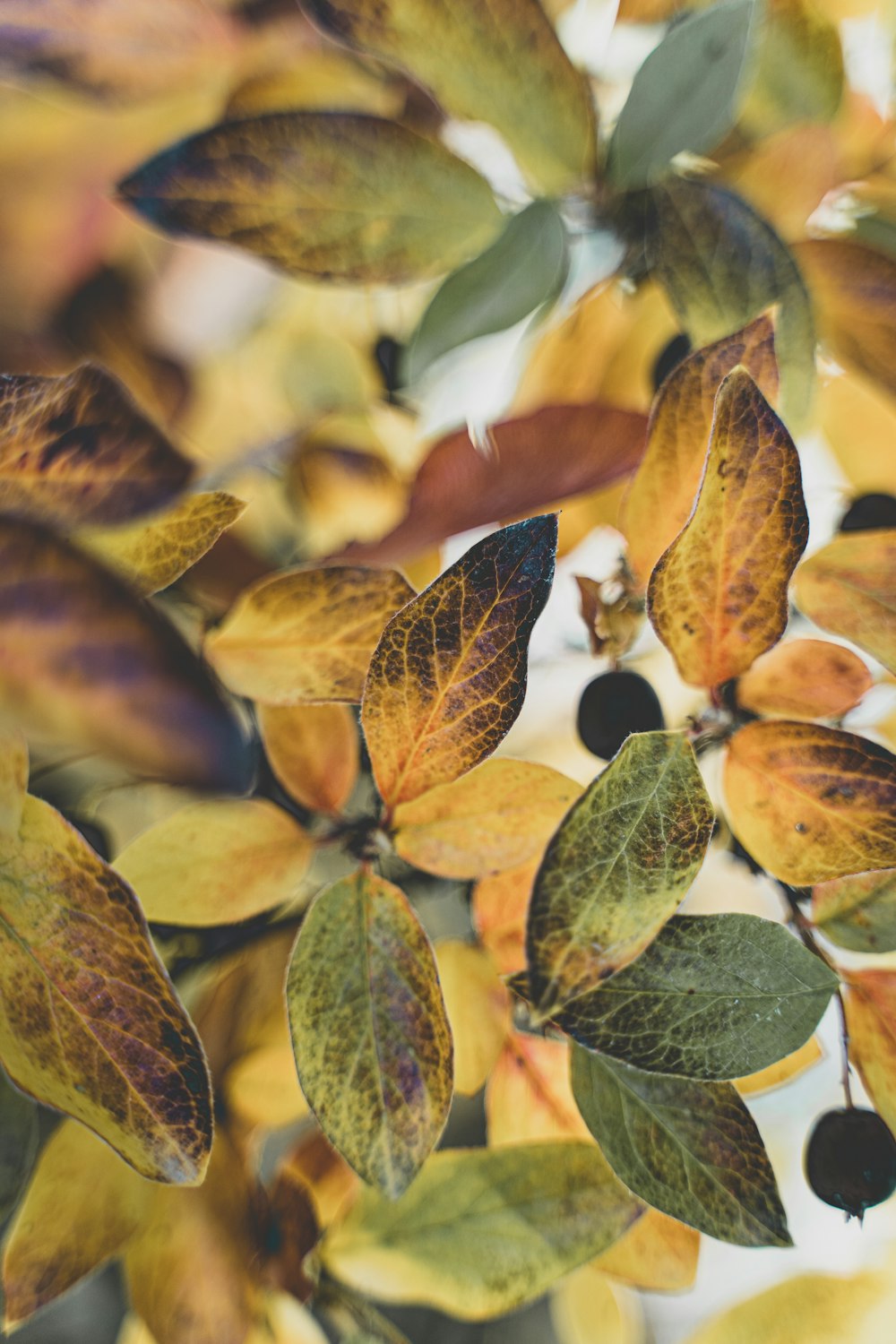 brown and green leaves in tilt shift lens