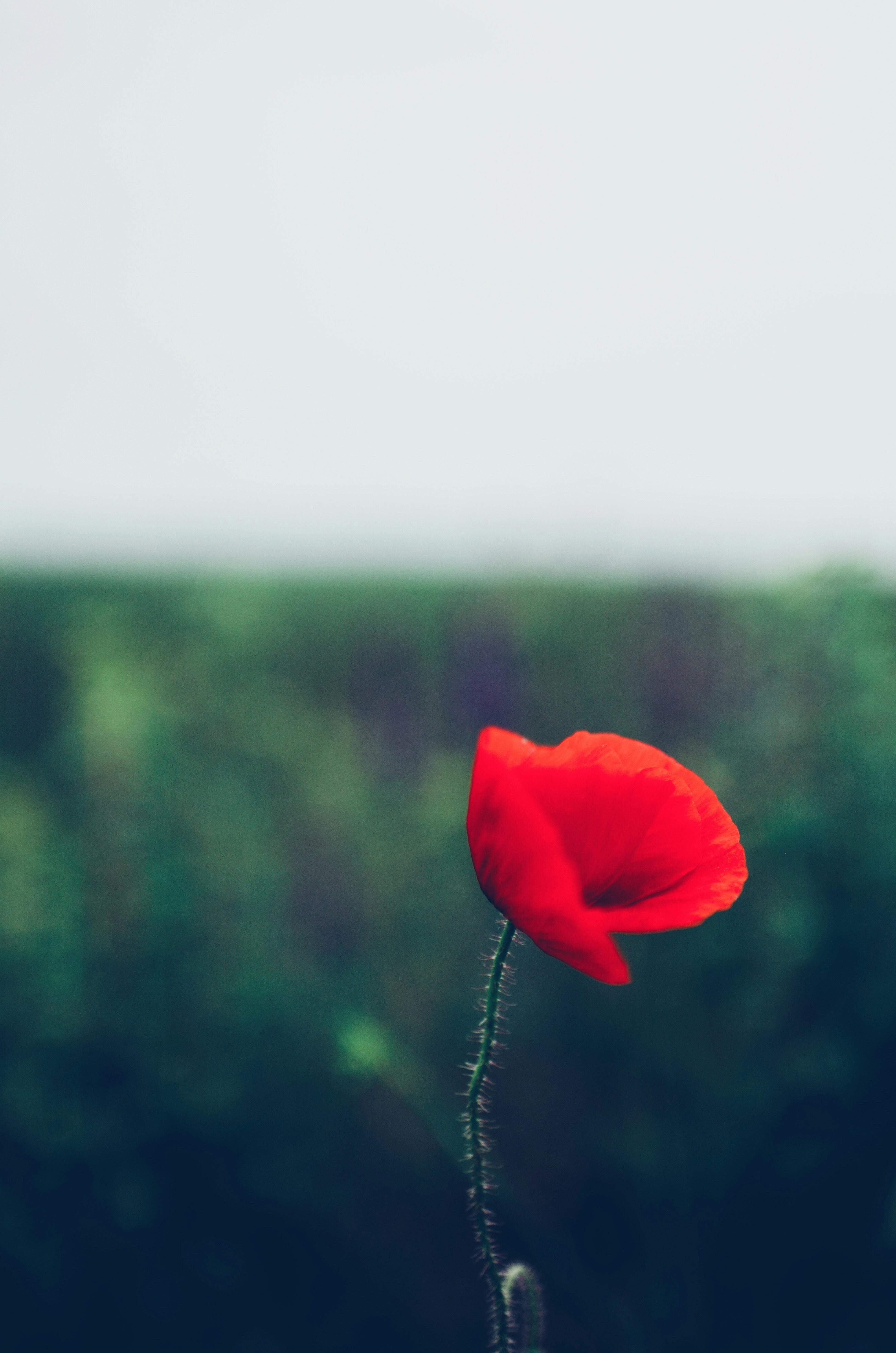 Photo by gamanalice3012