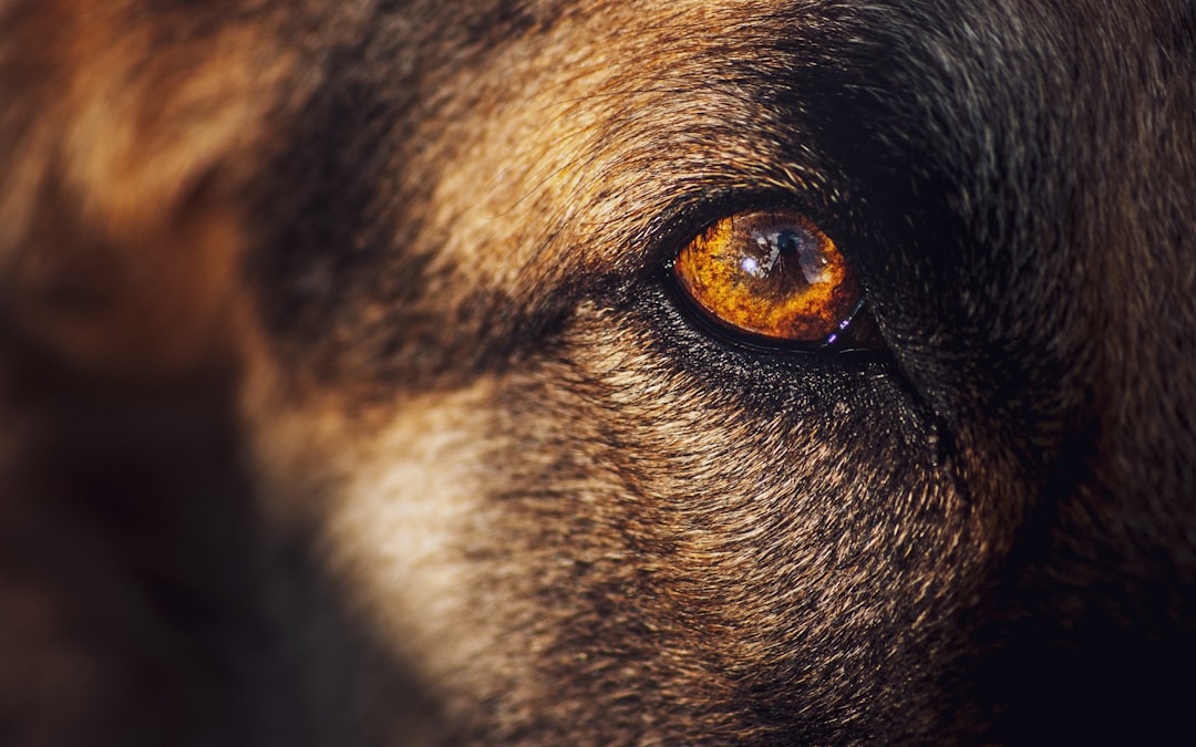 brown and black short coated dog