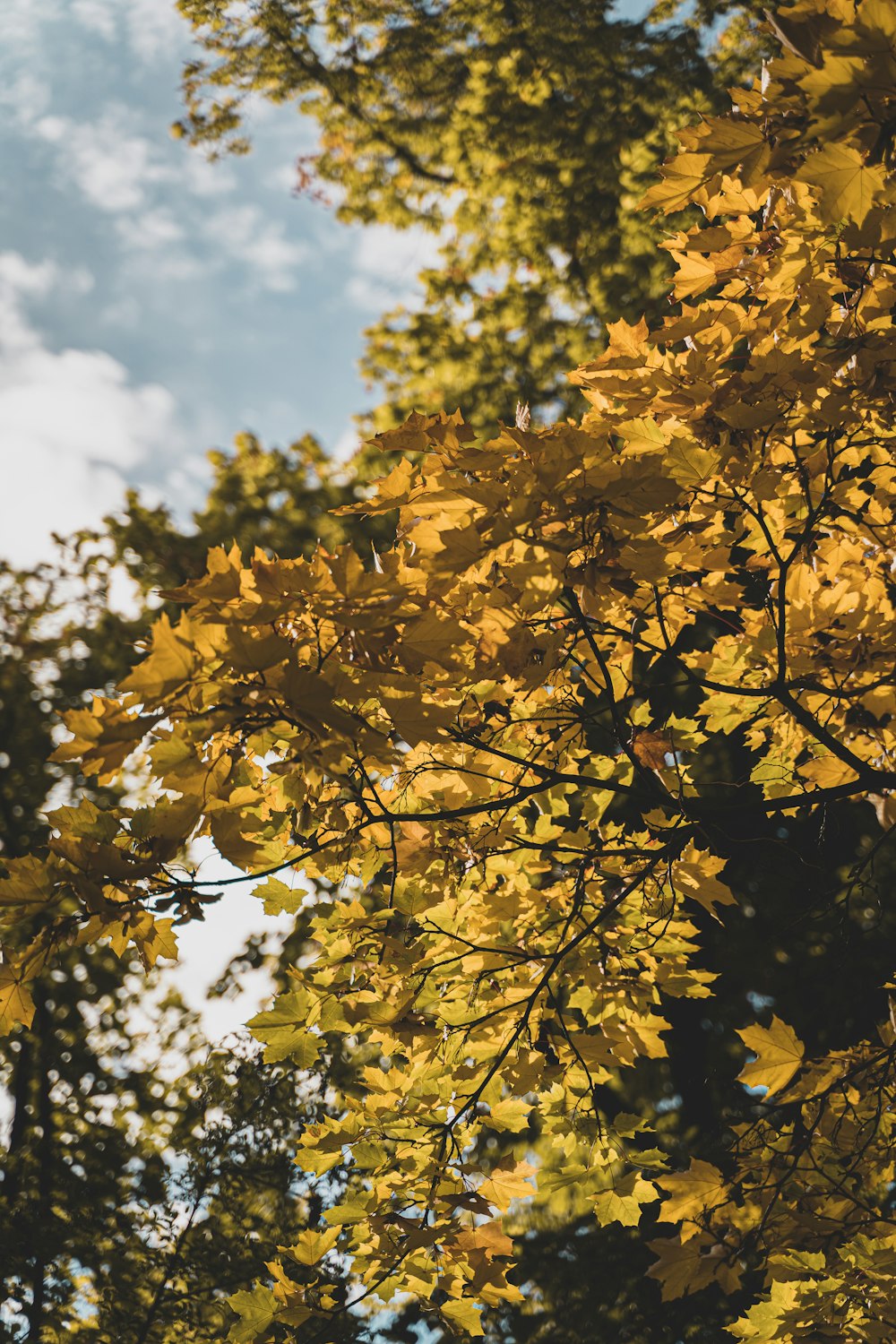 yellow leaves on tree during daytime