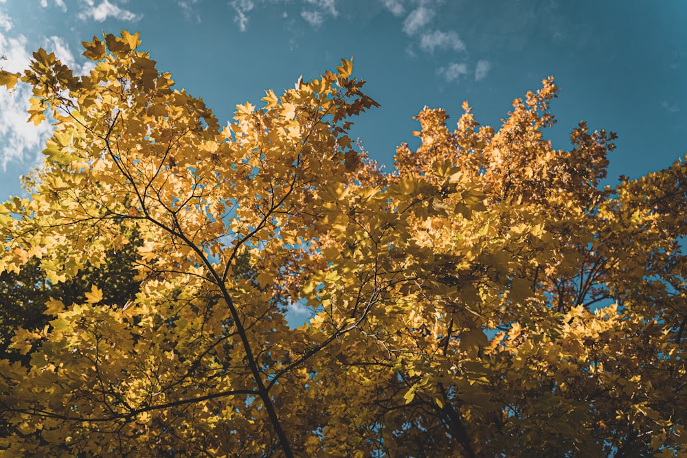 yellow leaves on tree under blue sky during daytime