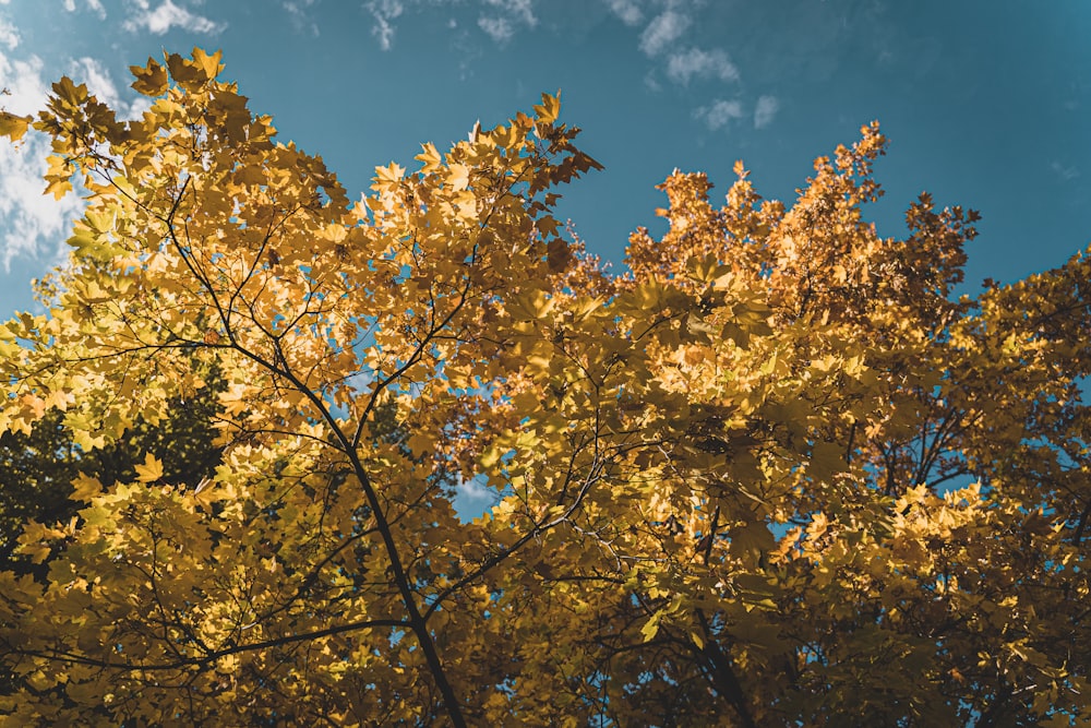 gelbe Blätter am Baum unter blauem Himmel während des Tages