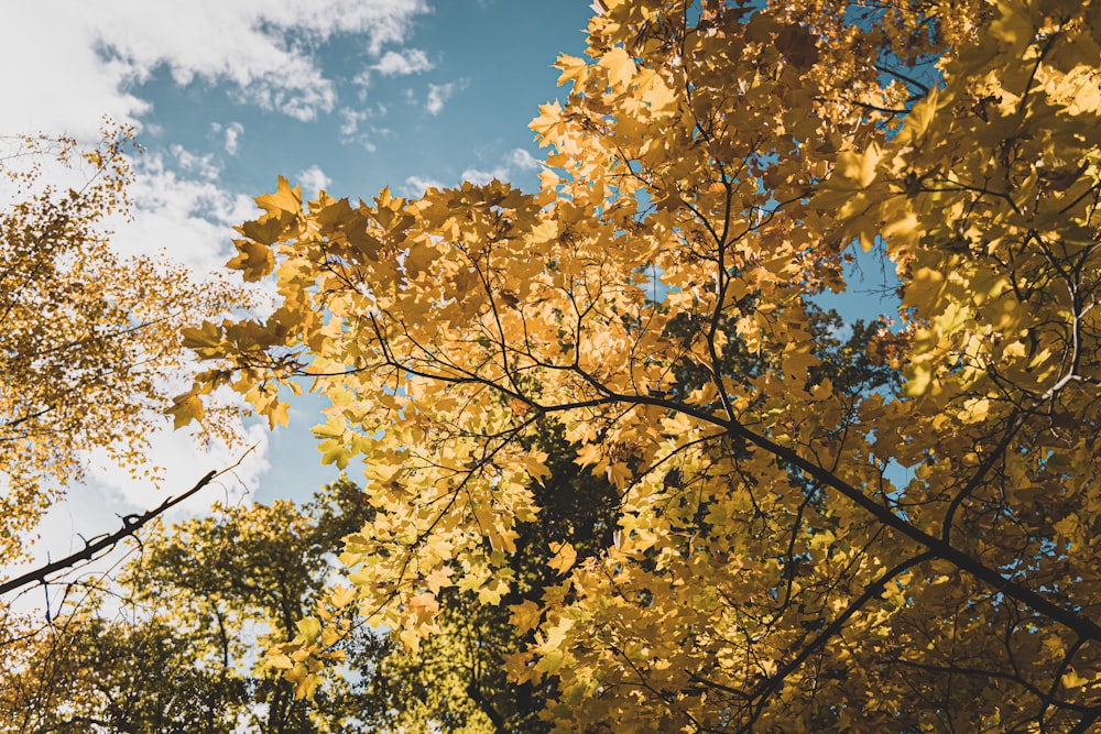 yellow leaves on tree branch under blue sky during daytime