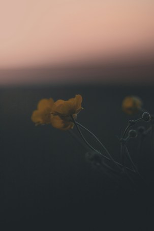 Soft focus imagery of delicate yellow flowers gently silhouetted against a blurred background with gradient hues of pink and brown, creating a tranquil and dreamy atmosphere.