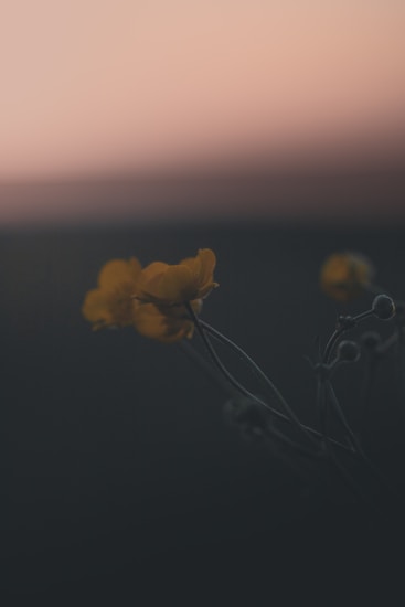 Soft focus imagery of delicate yellow flowers gently silhouetted against a blurred background with gradient hues of pink and brown, creating a tranquil and dreamy atmosphere.