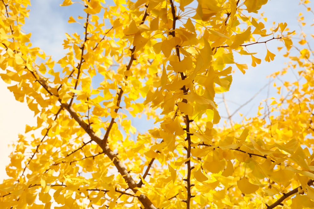 yellow leaves on brown tree branch during daytime