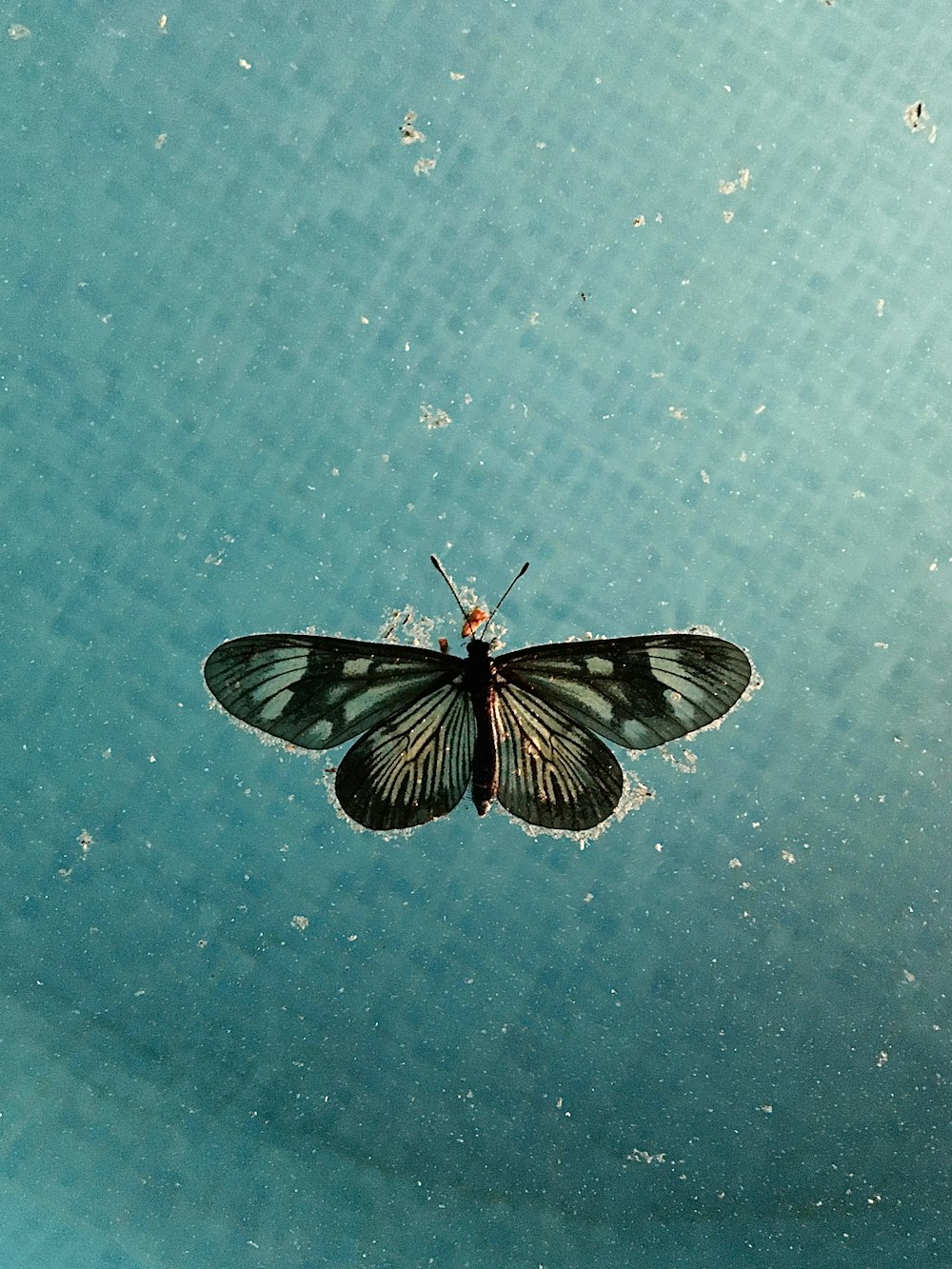 mariposa blanca y negra sobre superficie azul