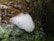 Foamy bubbles are clustered together on a moss-covered tree trunk, creating a contrast between the white foam and the green and brown hues of the moss and bark.